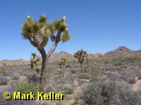 joshuatree * (40 Slides)